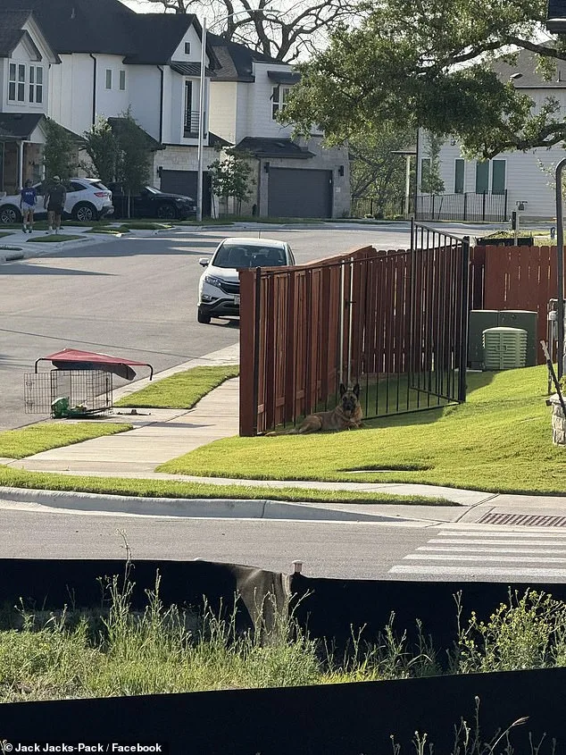 Heart-Wrenching Scene: German Shepherd Abandoned in Scorching Texas Heat