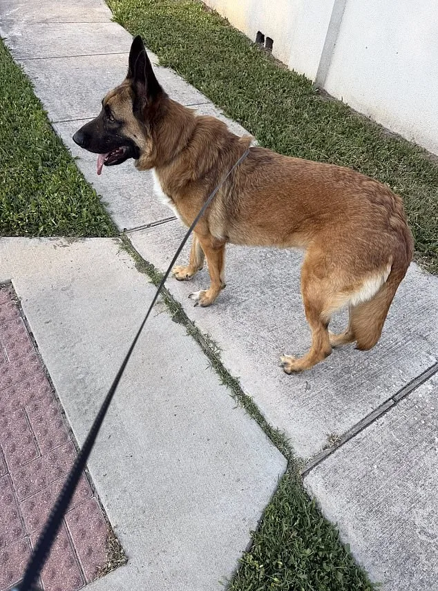 Heart-Wrenching Scene: German Shepherd Abandoned in Scorching Texas Heat