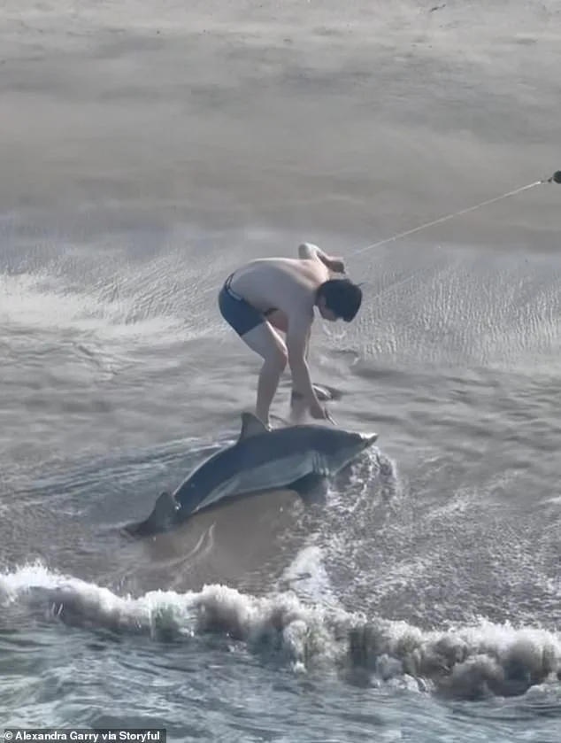 Young Fisherman's Heroic Rescue of Juvenile Great White Shark Goes Viral