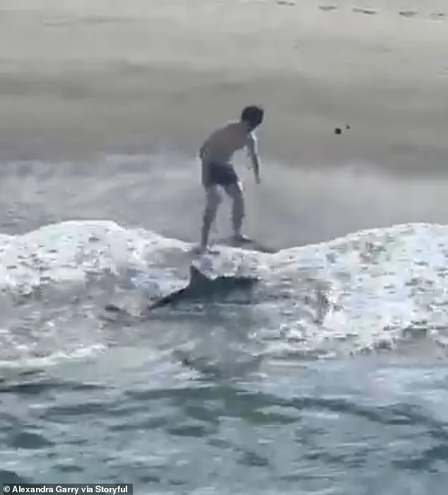 Young Fisherman's Heroic Rescue of Juvenile Great White Shark Goes Viral