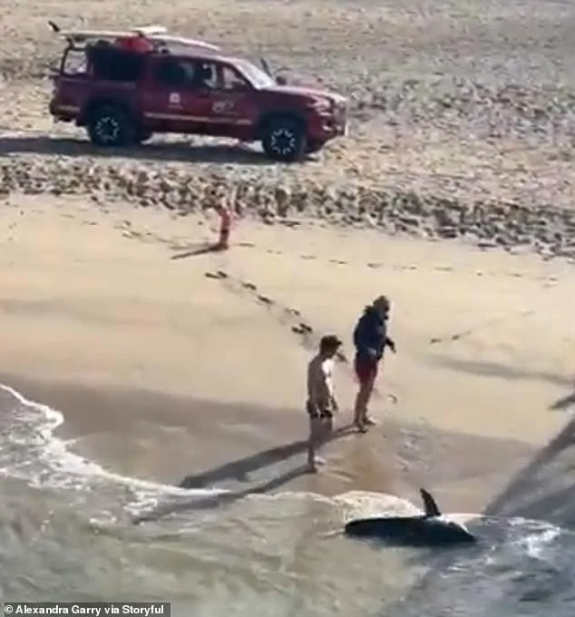 Young Fisherman's Heroic Rescue of Juvenile Great White Shark Goes Viral