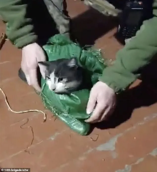 Ukrainian Drone's Daring Mercy Mission Rescues Cat and Dog from Kupyansk Frontlines