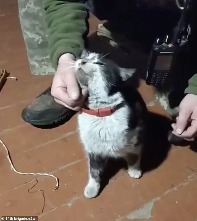 Ukrainian Drone's Daring Mercy Mission Rescues Cat and Dog from Kupyansk Frontlines