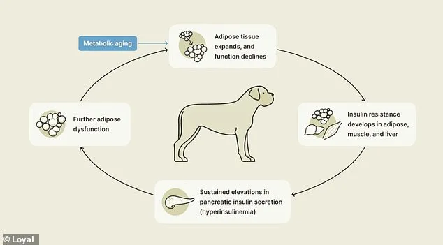 Loyal's LOY-002: Extending Canine Lifespans?