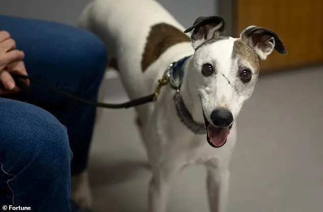 Loyal's LOY-002: Extending Canine Lifespans?