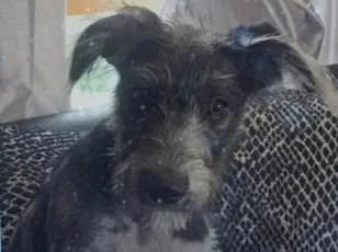 Loyal's LOY-002: Extending Canine Lifespans?