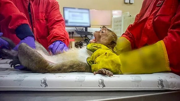 UK labs secretly film monkeys suffering during weight-loss drug trials.