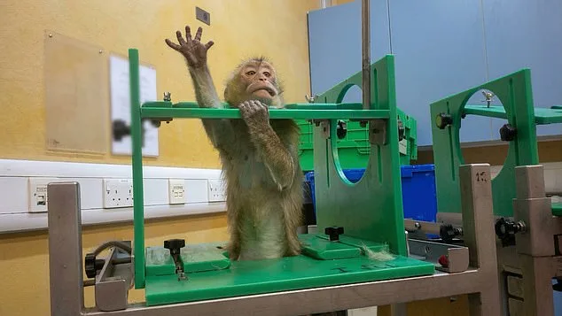 UK labs secretly film monkeys suffering during weight-loss drug trials.