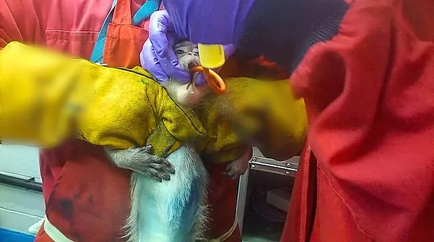 UK labs secretly film monkeys suffering during weight-loss drug trials.