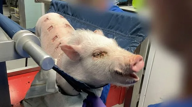 UK labs secretly film monkeys suffering during weight-loss drug trials.