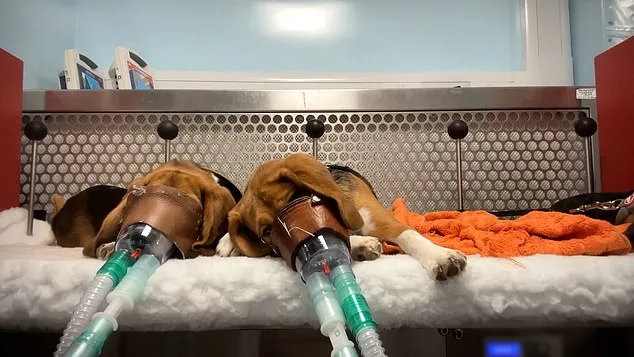 UK labs secretly film monkeys suffering during weight-loss drug trials.