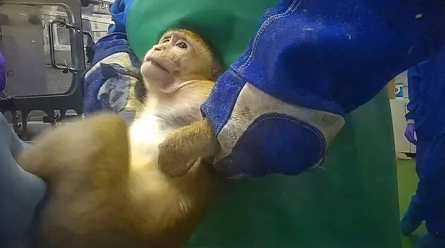 UK labs secretly film monkeys suffering during weight-loss drug trials.