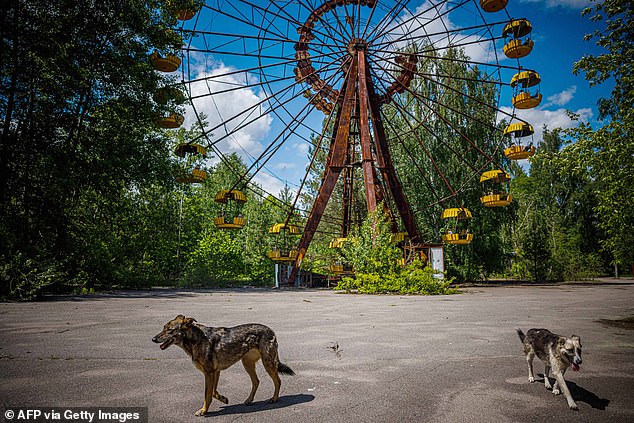 Decades later, elderly self-settlers still live illegally in Chernobyl's abandoned zone.