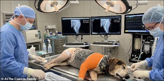 Florida Family Scammed Out of $2,800 for Fake Dog Surgery