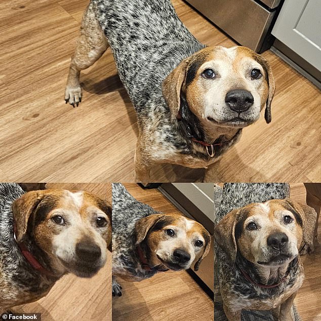 Florida Family Scammed Out of $2,800 for Fake Dog Surgery