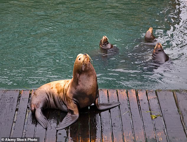 Sea lion removals spark Pacific Northwest debate over salmon survival.