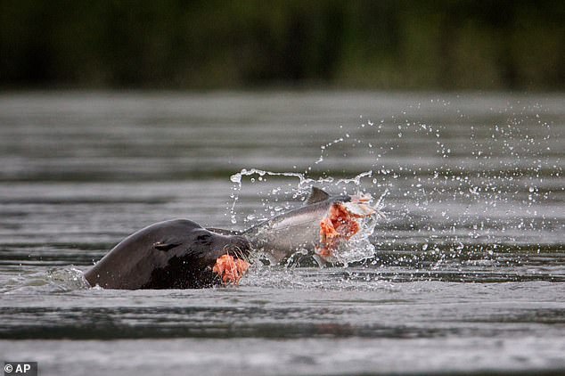 Sea lion removals spark Pacific Northwest debate over salmon survival.