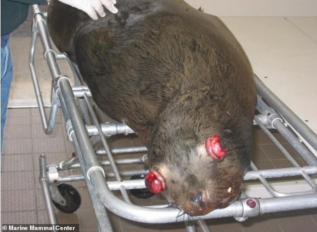 Federal officials weigh lethal sea lion removal to protect Pacific Northwest salmon runs.