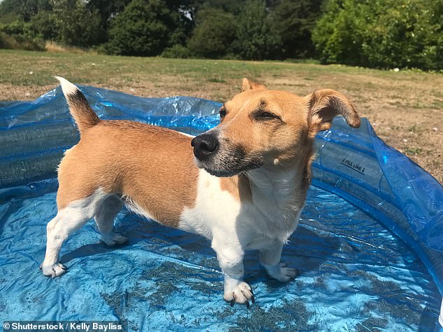 UK Heatwave Puts Flat-Faced Pets at Fatal Risk