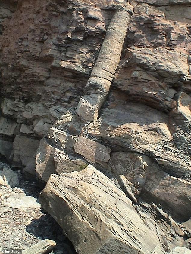 Polystrate Fossils Challenge Biblical Flood Timeline in US Parks