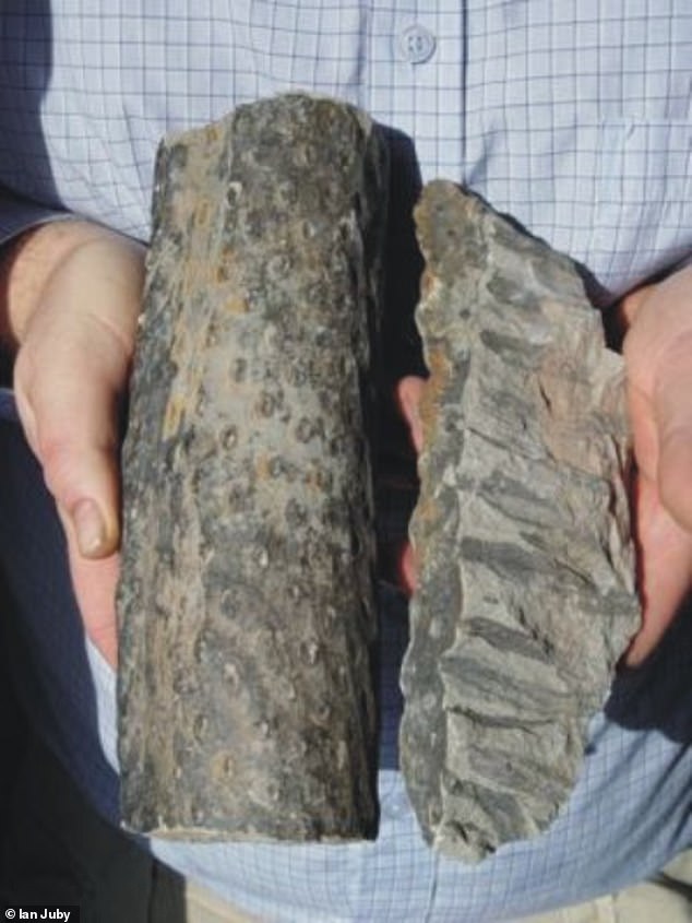 Polystrate Fossils Challenge Biblical Flood Timeline in US Parks