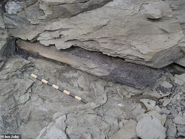 Polystrate Fossils Challenge Biblical Flood Timeline in US Parks