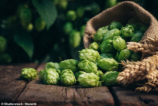 Natural hops compound amarasate may offer cheap Wegovy alternative.