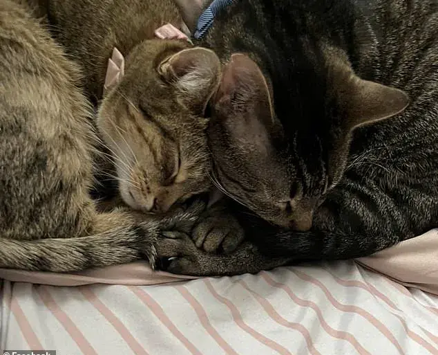 Childhood Home of Illinois Bride Explodes Into Flames Moments Before Wedding