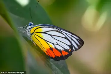 Dead Butterfly Injection Challenge: Brazilian Teen's Tragic Death Sparks Investigation