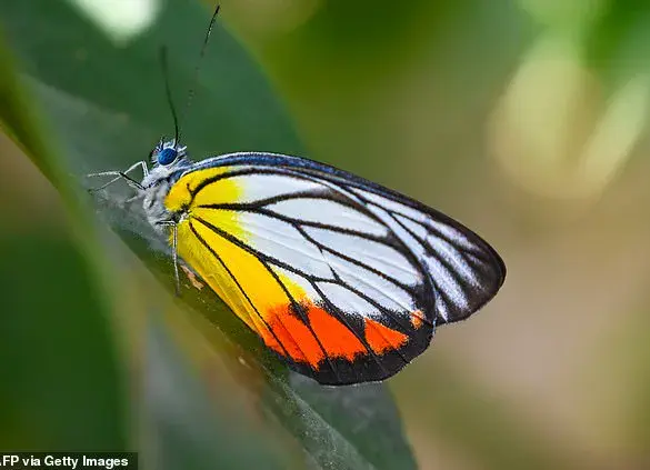 Dead Butterfly Injection Challenge: Brazilian Teen's Tragic Death Sparks Investigation