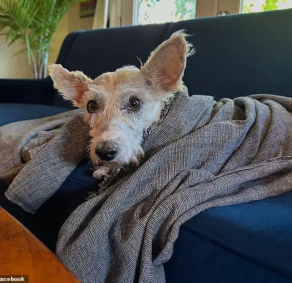 Fugitive Dog Scrim Captured: The End of a Wild Ride