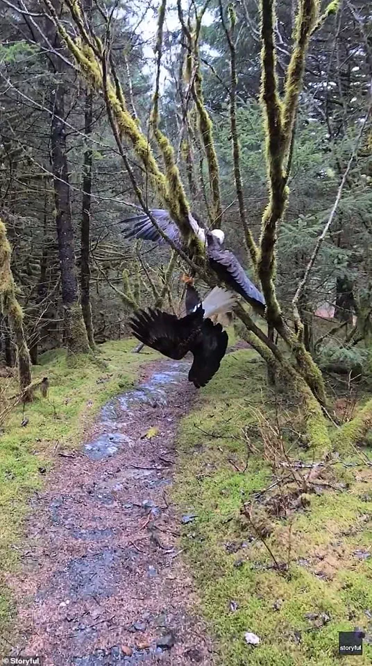 Hiker's Super Bowl Day Encounter with Two Bald Eagles in Alaska