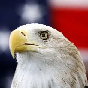 Hiker's Super Bowl Day Encounter with Two Bald Eagles in Alaska