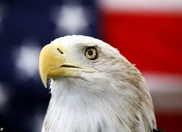 Hiker's Super Bowl Day Encounter with Two Bald Eagles in Alaska