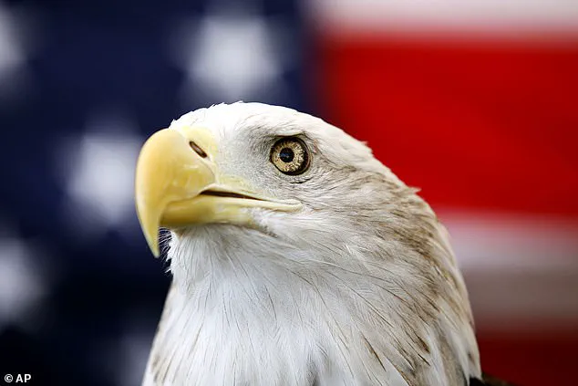 Hiker's Super Bowl Day Encounter with Two Bald Eagles in Alaska