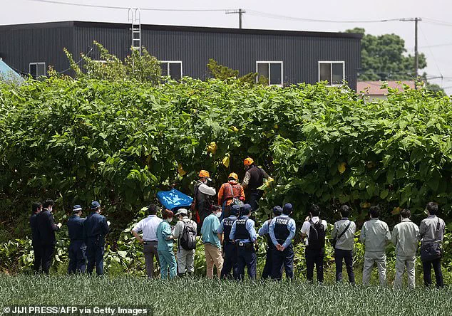 Japan's Bear Attack Crisis: When Hunting Becomes a Last Resort