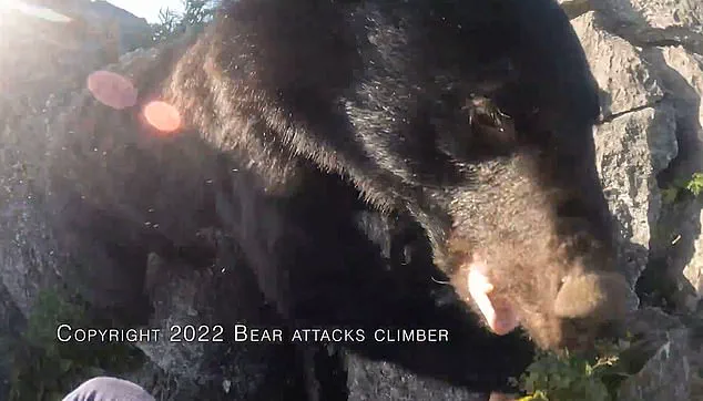 Japan's Bear Attack Crisis: When Hunting Becomes a Last Resort