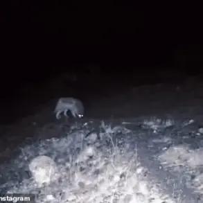 Rare Wolf and Mountain Lion Sightings in California