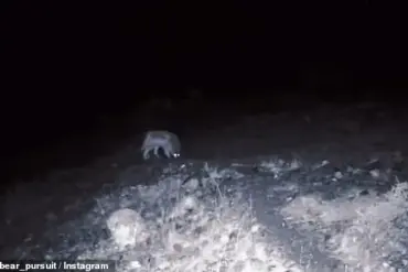 Rare Wolf and Mountain Lion Sightings in California