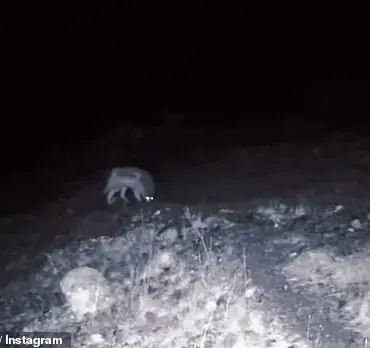 Rare Wolf and Mountain Lion Sightings in California