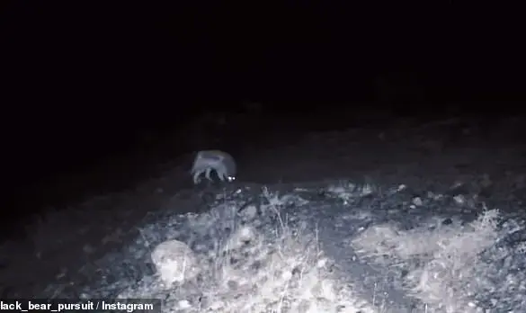 Rare Wolf and Mountain Lion Sightings in California