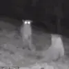 Rare Wolf and Mountain Lion Sightings in California