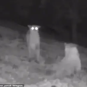 Rare Wolf and Mountain Lion Sightings in California