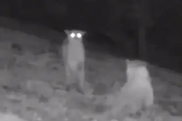 Rare Wolf and Mountain Lion Sightings in California