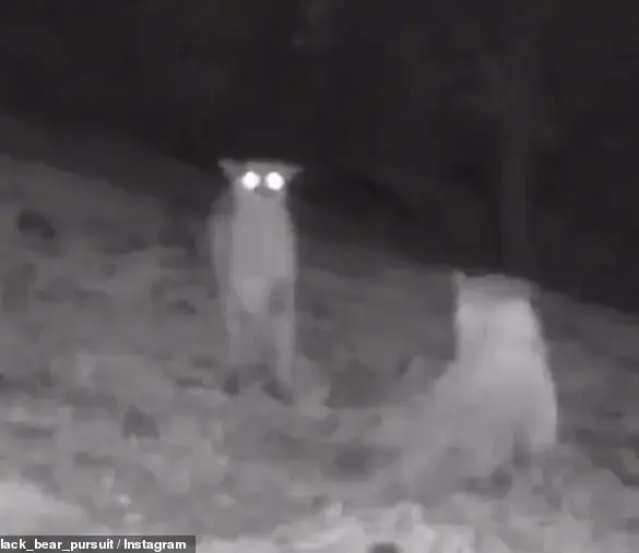 Rare Wolf and Mountain Lion Sightings in California