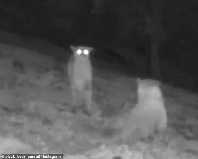 Rare Wolf and Mountain Lion Sightings in California