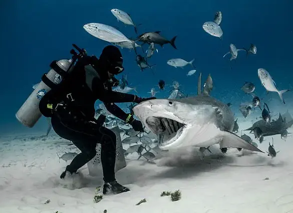 Shark Attacks in the Bahamas: A Growing Concern
