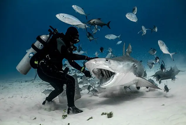 Shark Attacks in the Bahamas: A Growing Concern