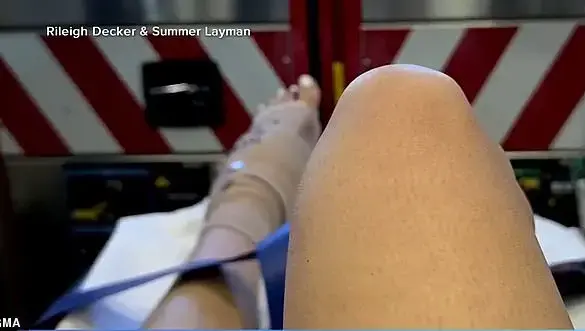 Shark Attacks Off Bahamas: A Complex Web of Factors