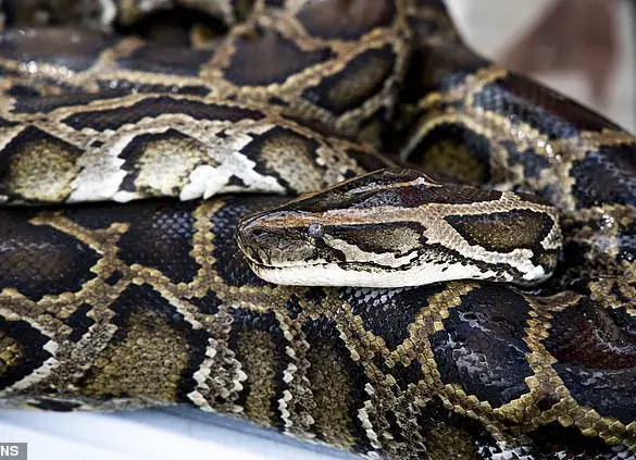 Tannerite and deadly intentions: Unraveling a disturbing plot